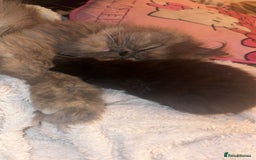 Persian cats for sale: Persian kitten for sale  - Image 5