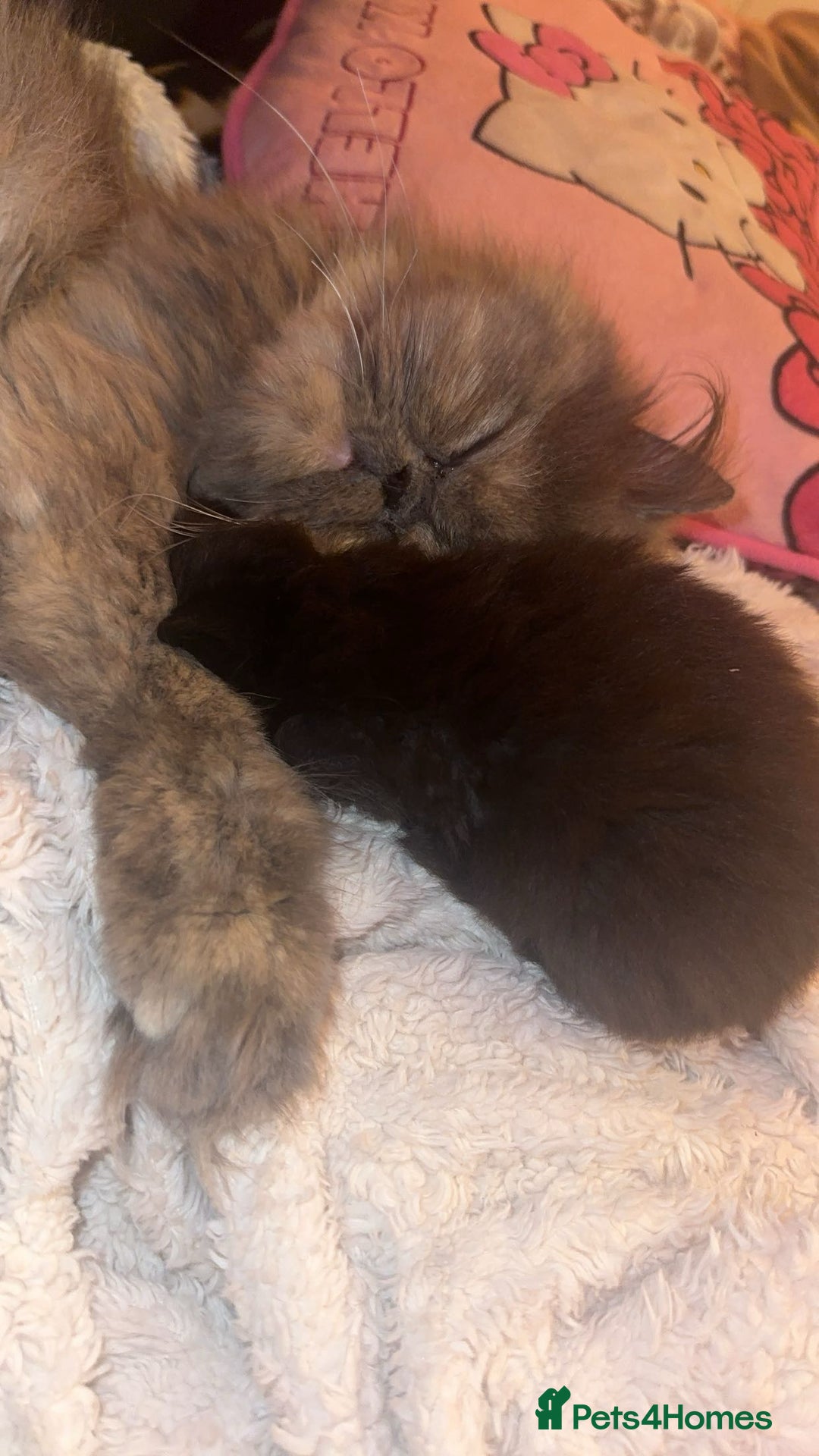 Persian cats for sale: Persian kitten for sale  - Image 5
