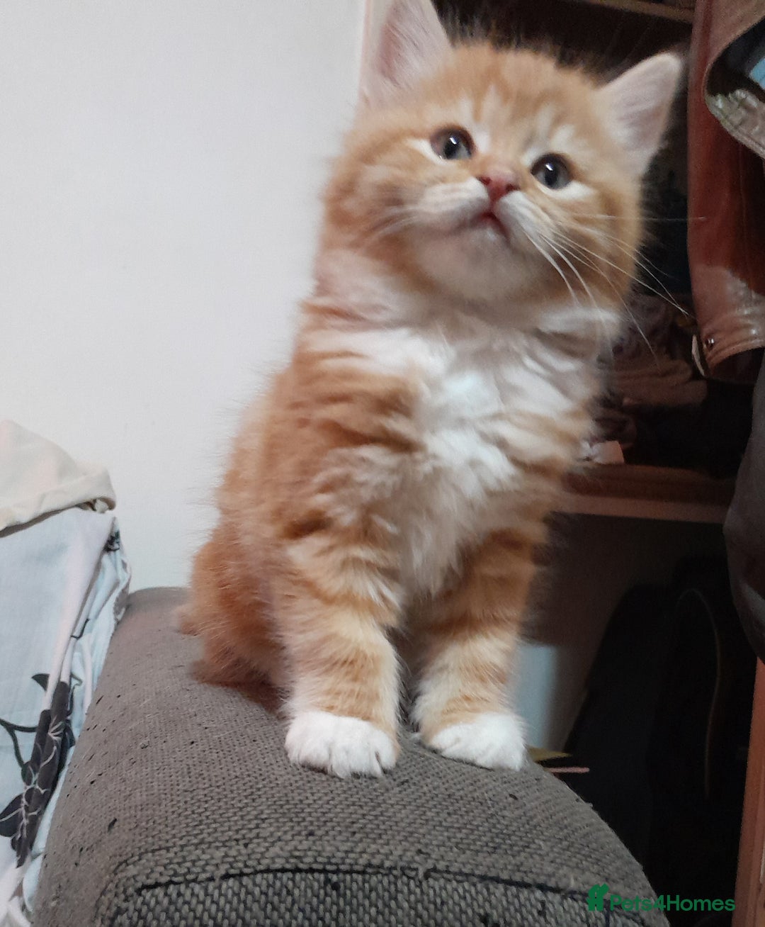 Mixed Breed cats for sale: 3 gorgeous kittens 😺😸😻 - Advert 23