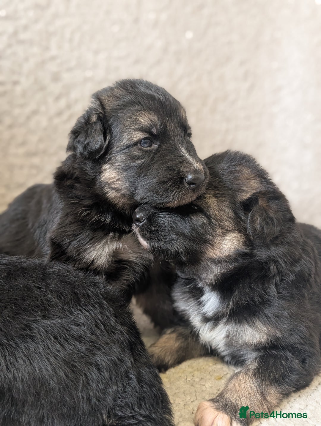 German Shepherd dogs for sale: 💛 German Shepherd Puppies – Full Pedigree Parents - Image 8