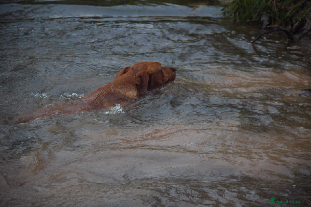 Labrador Retriever dogs for stud: Dark Red Fox Labrador Stud Dog in Ellesmere - Image 8