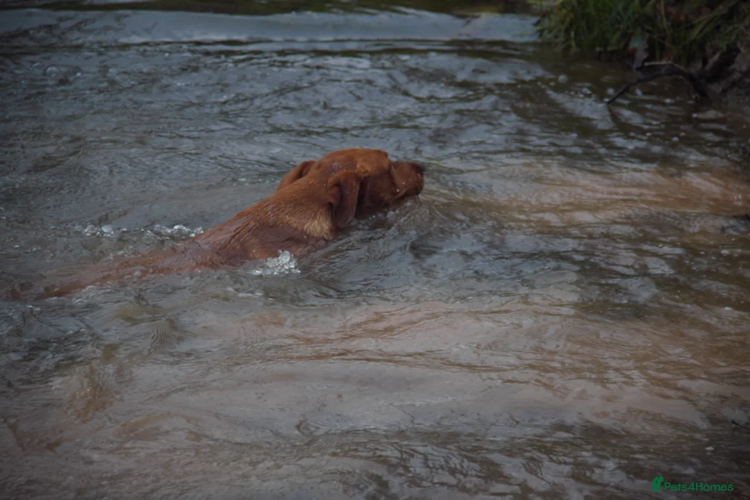 Labrador Retriever dogs for stud: Dark Red Fox Labrador Stud Dog in Ellesmere - Advert 8