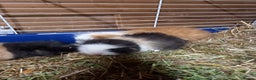 Guinea Pig rodents for sale: Swiss baby guinea-pigs  - Advert 7