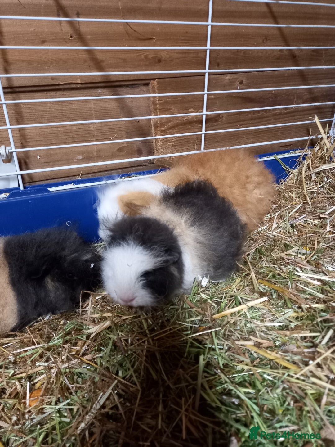 Guinea Pig rodents for sale: Swiss baby guinea-pigs  - Advert 7
