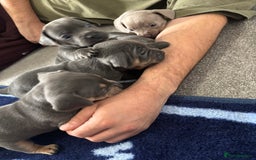Mixed Breed dogs for sale: Unreal Frenchweiner puppy’s 🥹 - Image 20