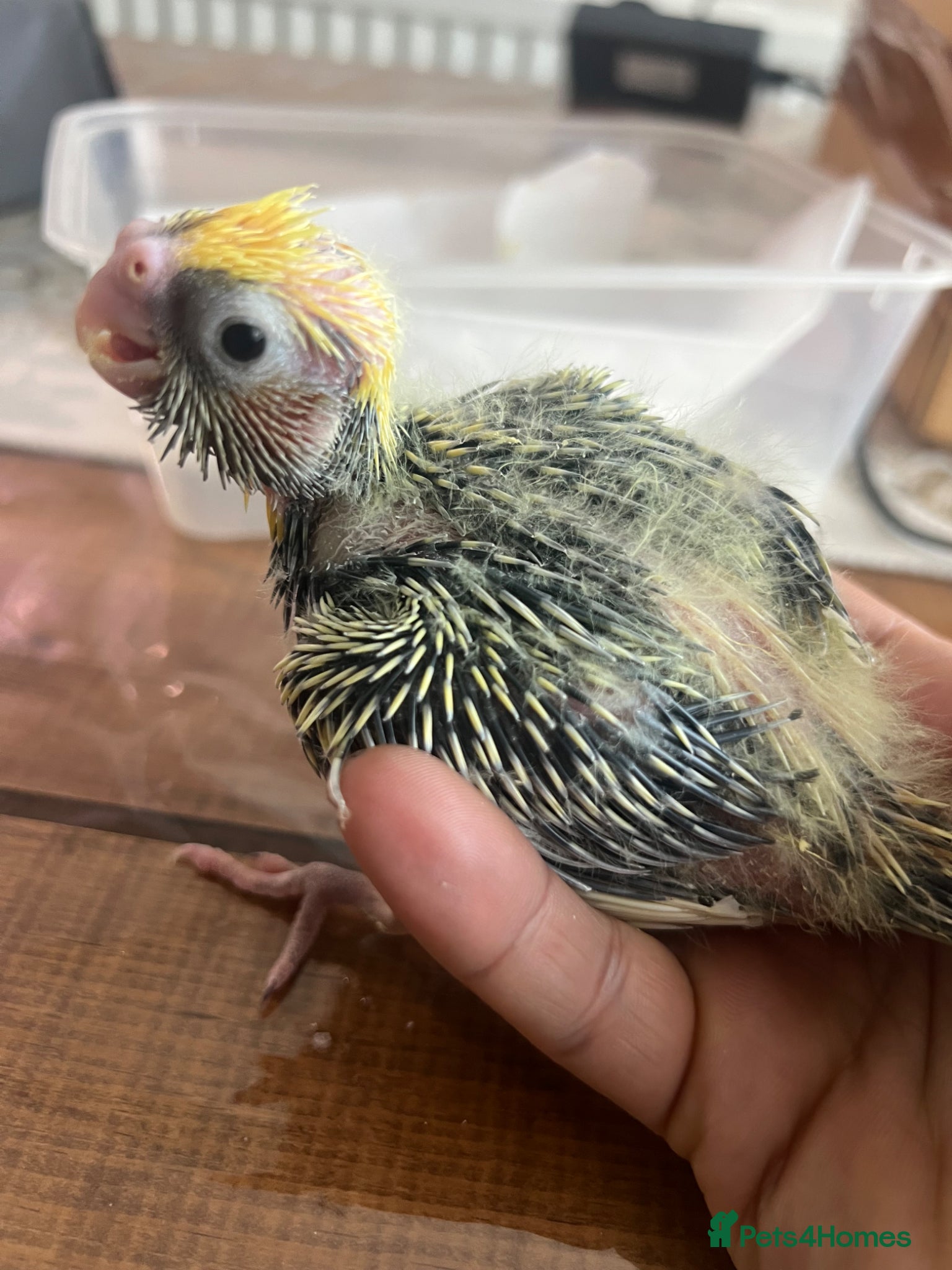 Cockatiels birds 🐦 Baby Cockatiels – Perfect for Hand-Feeding - Advert 8