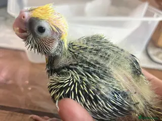 Cockatiels birds 🐦 Baby Cockatiels – Perfect for Hand-Feeding - Advert 8
