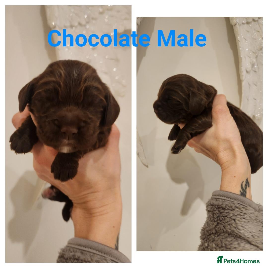 Cocker Spaniel dogs for sale: Stunning KC working cocker spaniel puppies  - Advert 6