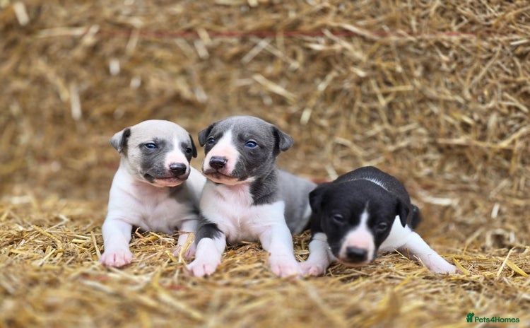 Whippet dogs - Advert 1