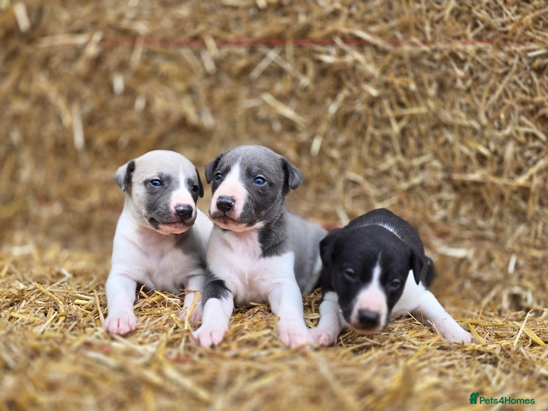 Whippet dogs for sale: Kc reg whippet litter.  male & female available - Image 5
