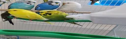 Budgerigars birds for sale: Budgies 2 months 4 Months and 6 months old  - Advert 9