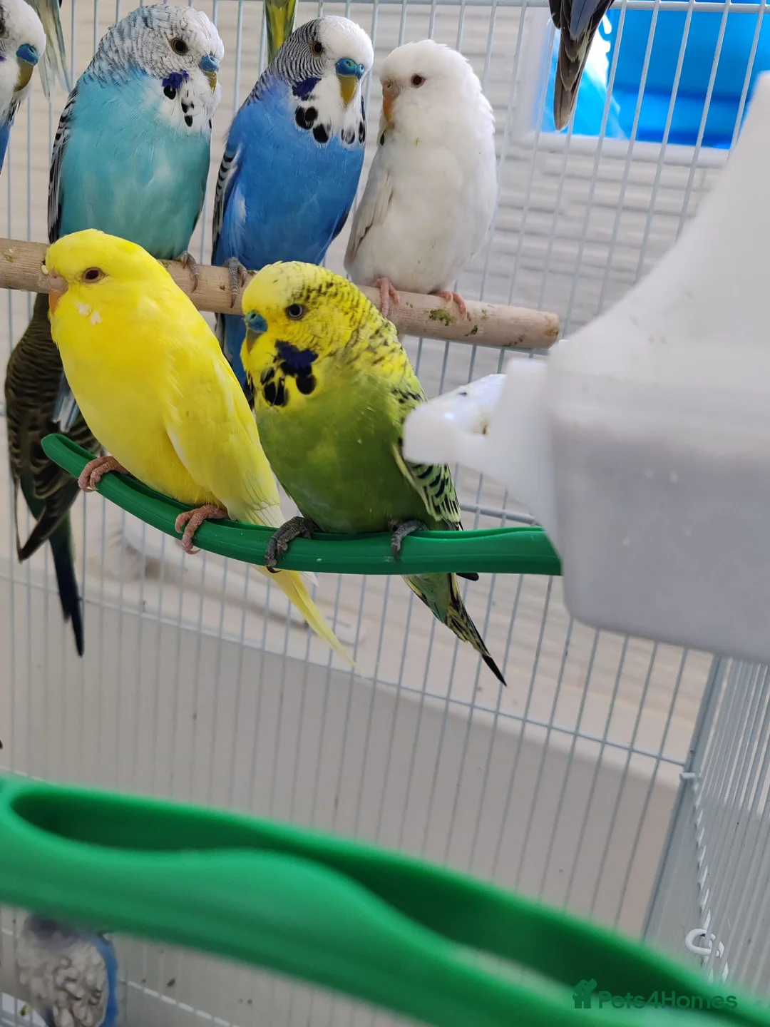 Budgerigars birds for sale: Budgies 2 months 4 Months and 6 months old  - Advert 9