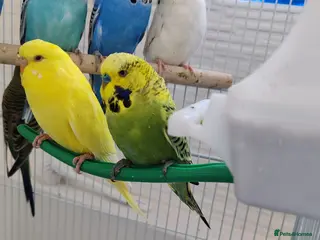 Budgerigars birds Budgies 2 months 4 Months and 6 months old - Advert 15