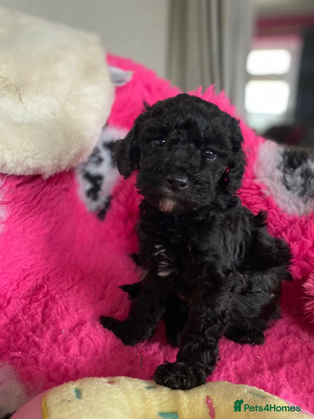 Cavapoo dogs for sale: Beautiful cavapoo puppies ready now - Advert 26
