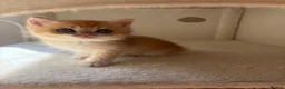 British Shorthair cats for sale: GOLDEN BSH KITTENS AVAILABLE FOR RESERVATION - Advert 9