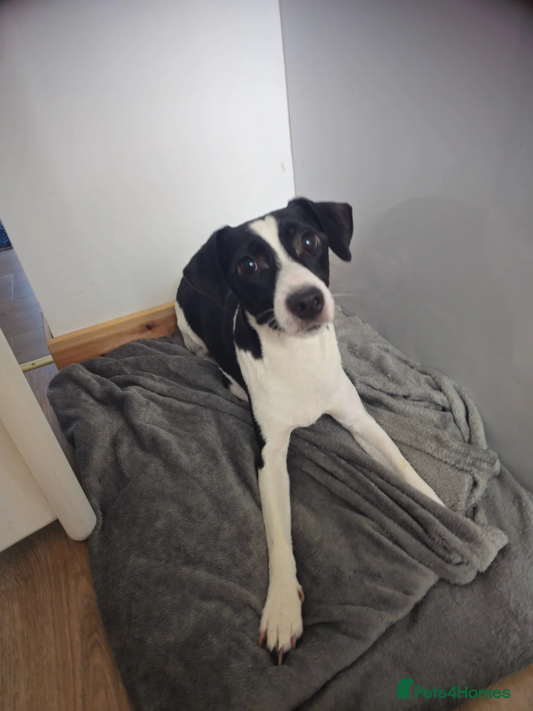 Jack Russell dogs for sale: Beautiful Jack Russell Parson Puppies for Sale 🐶 - Advert 2