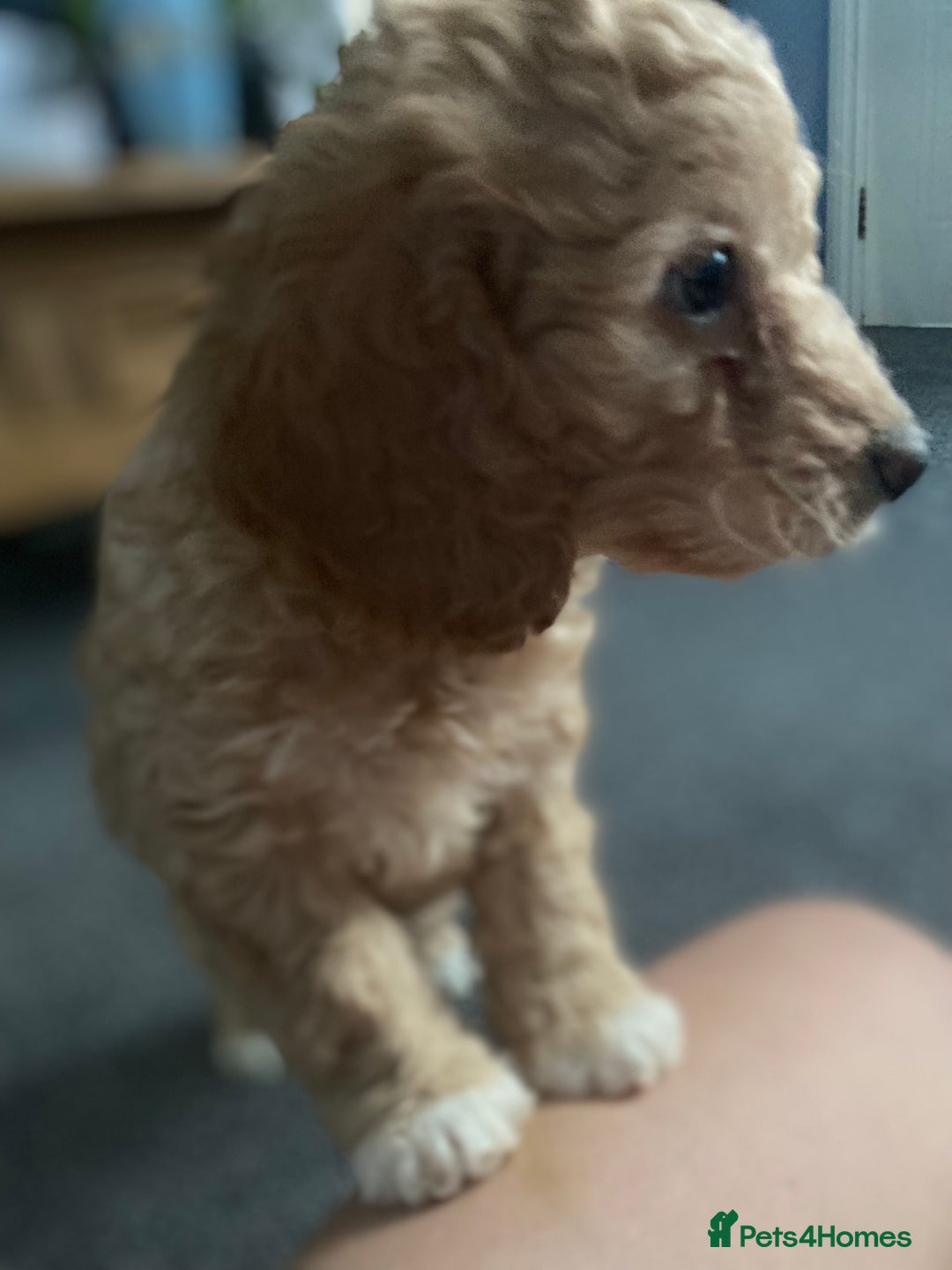 Cockapoo dogs for sale: ADD UPTO DATEREAD IN FULL  - Advert 5