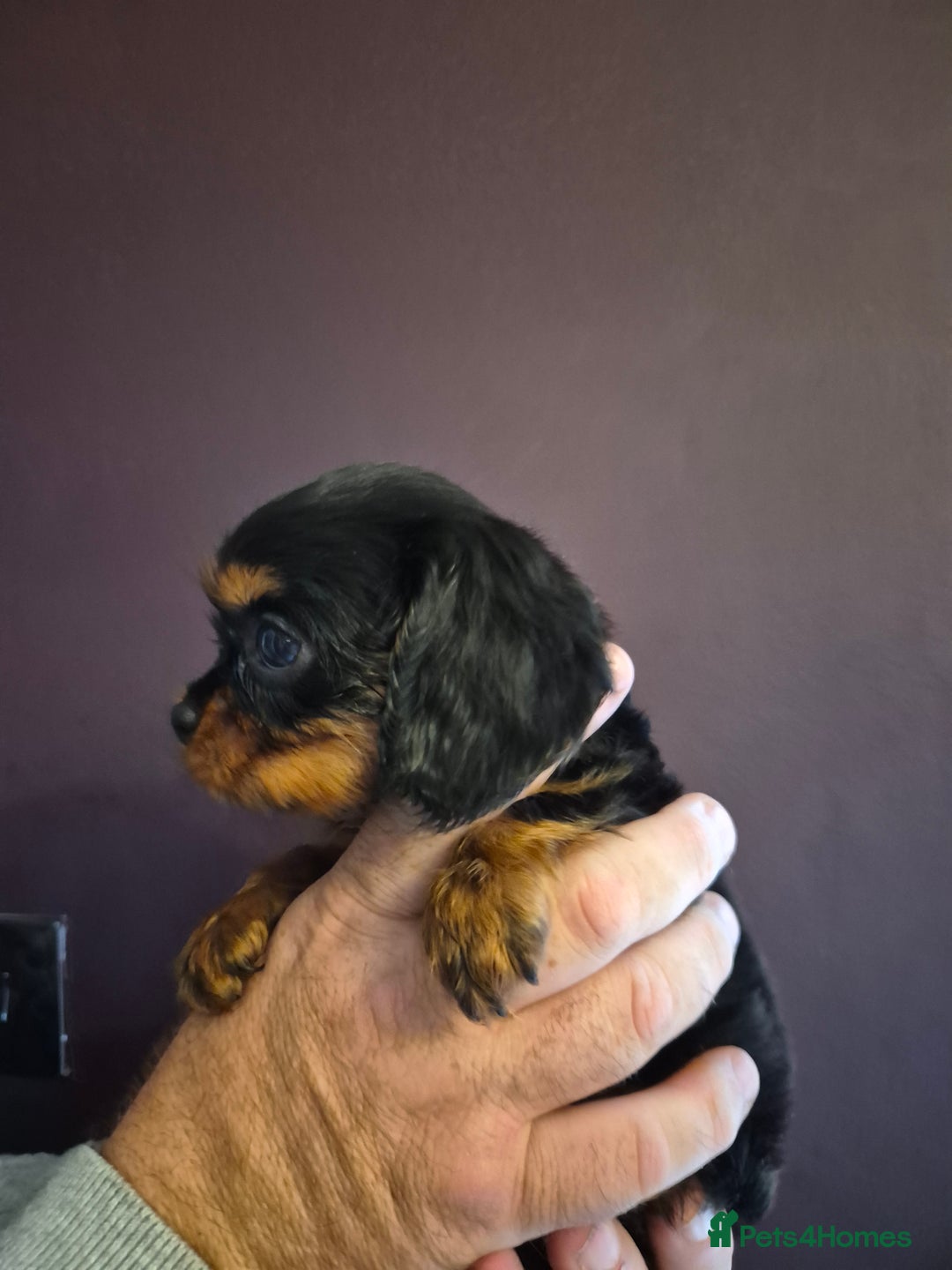 Cavalier King Charles Spaniel dogs for sale: ⭐️⭐️⭐️⭐️⭐️ cavalier king charles puppies - Image 5