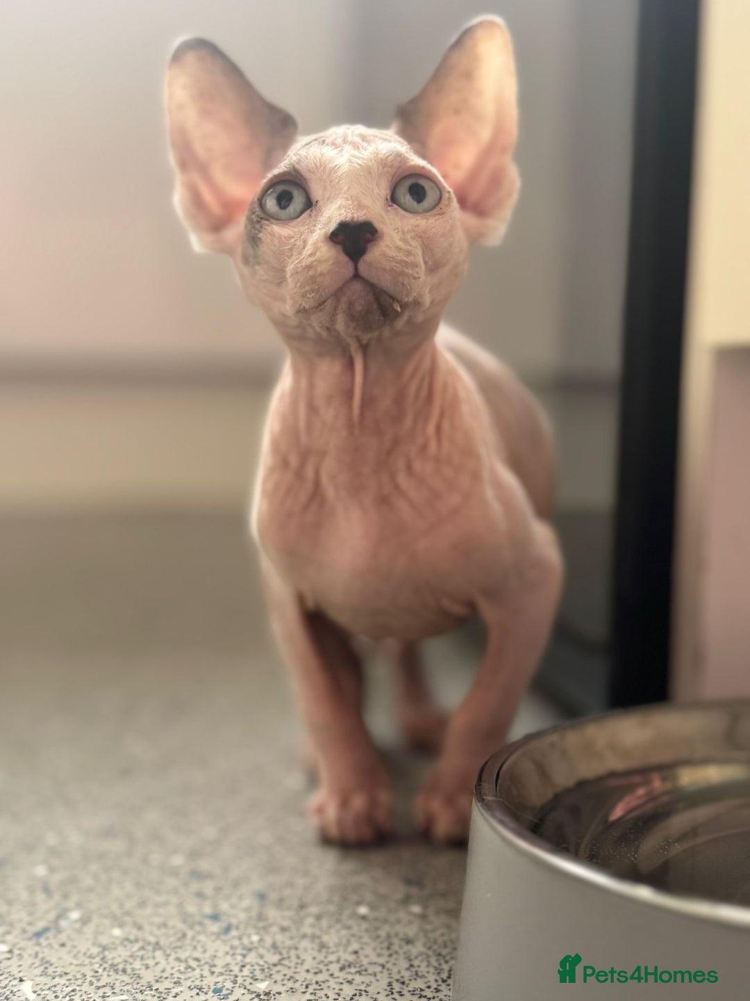 Sphynx cats for sale: Female sphynx cat 5 months old - Advert 13