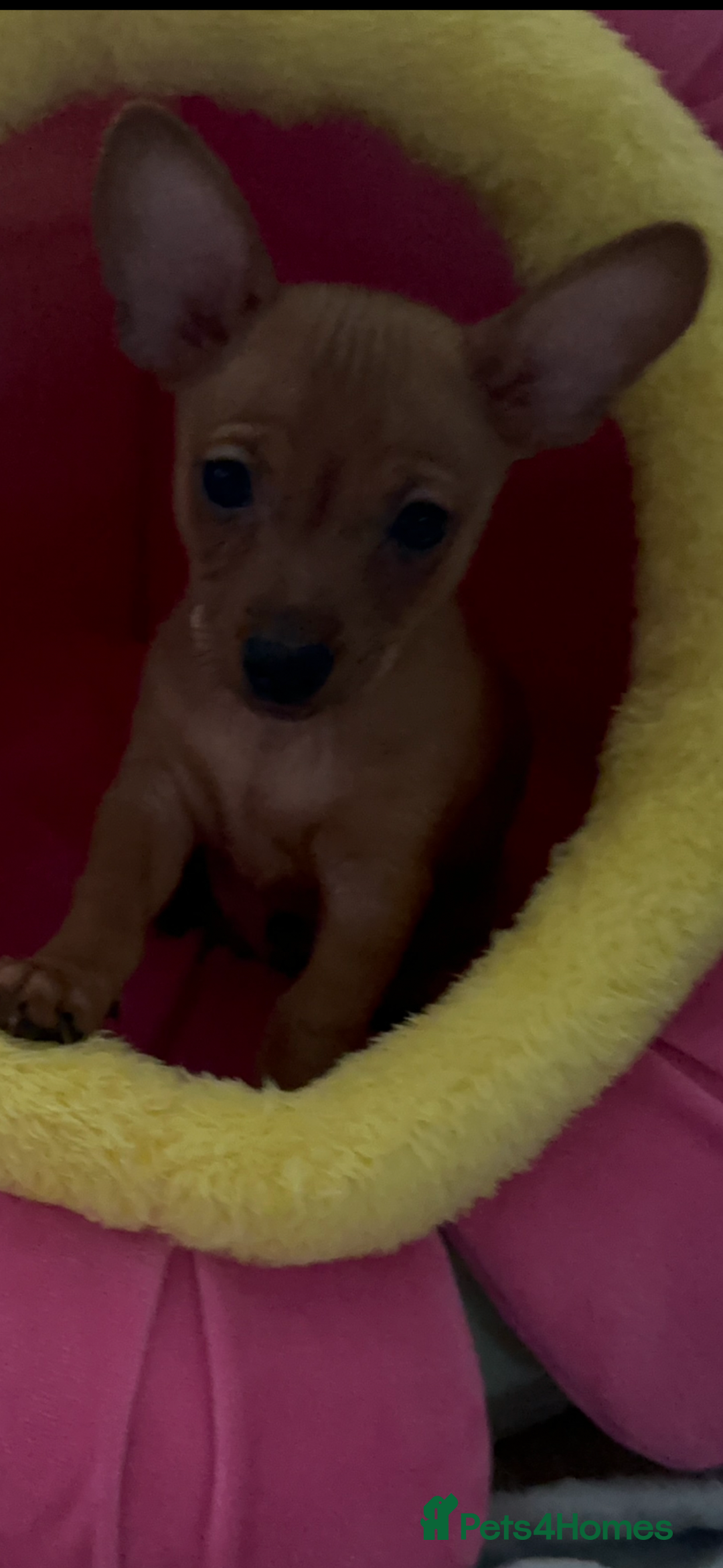 Russian Toy Terrier dogs for sale: For sale KC puppies - Image 14