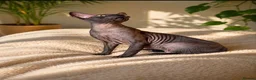 Cornish Rex cats for sale: Stunning Black Female Cornish Rex  in Leicester - Advert 4