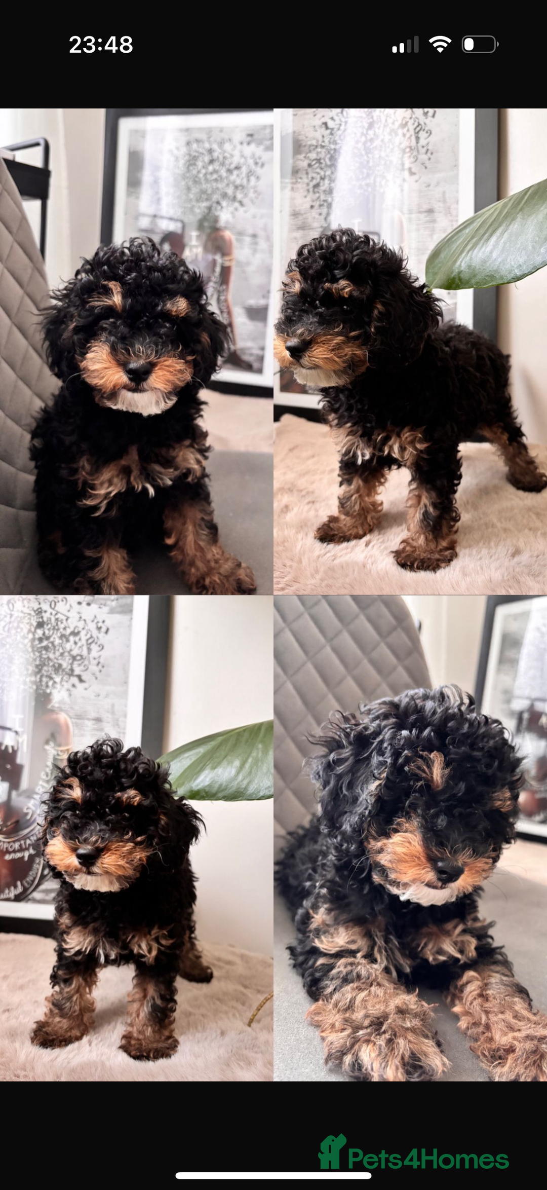 Cavapoo dogs for sale: Miniature cavapoos  - Image 21