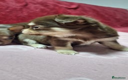 Chihuahua dogs for sale: Stunning Chihuahua Puppies  - Advert 5