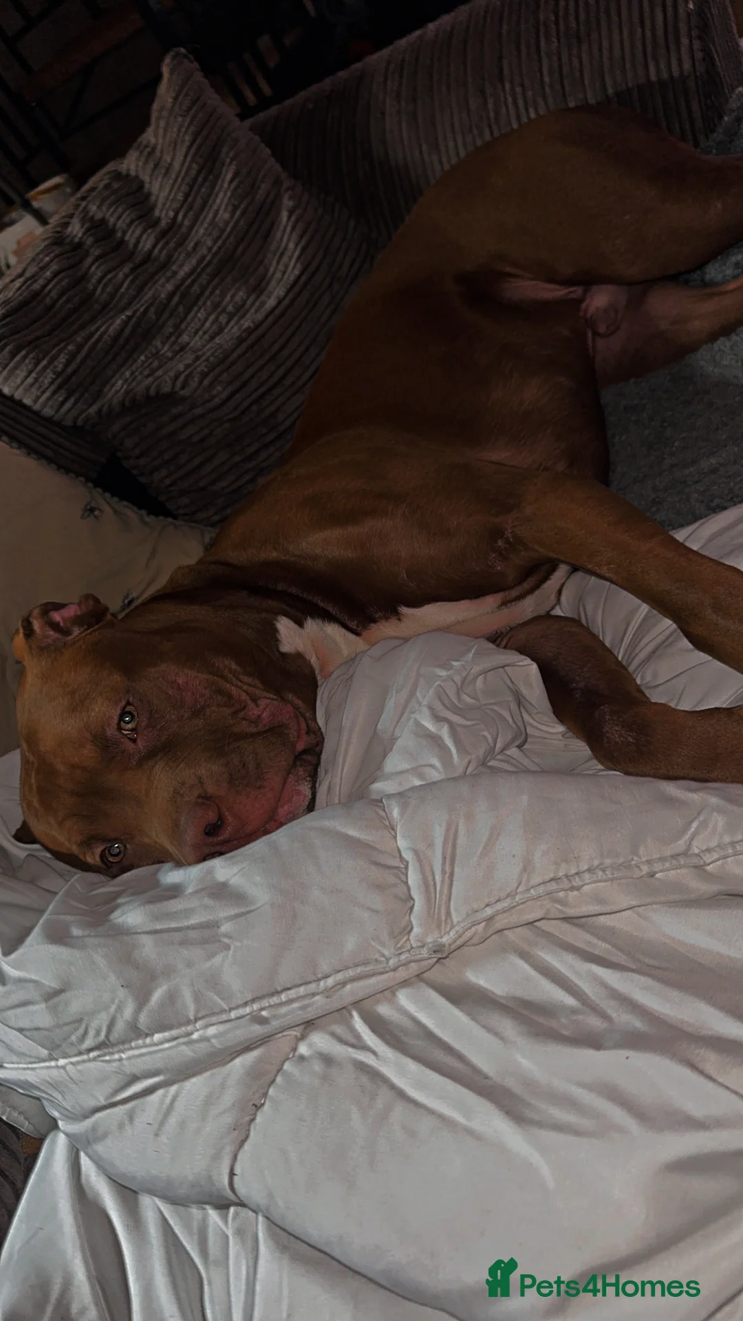 Mixed Breed dogs for sale: Unfortunately having to rehome my corso striker  - Advert 2