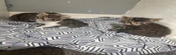Mixed Breed cats for sale: Baby kittens  in Wigan - Advert 8