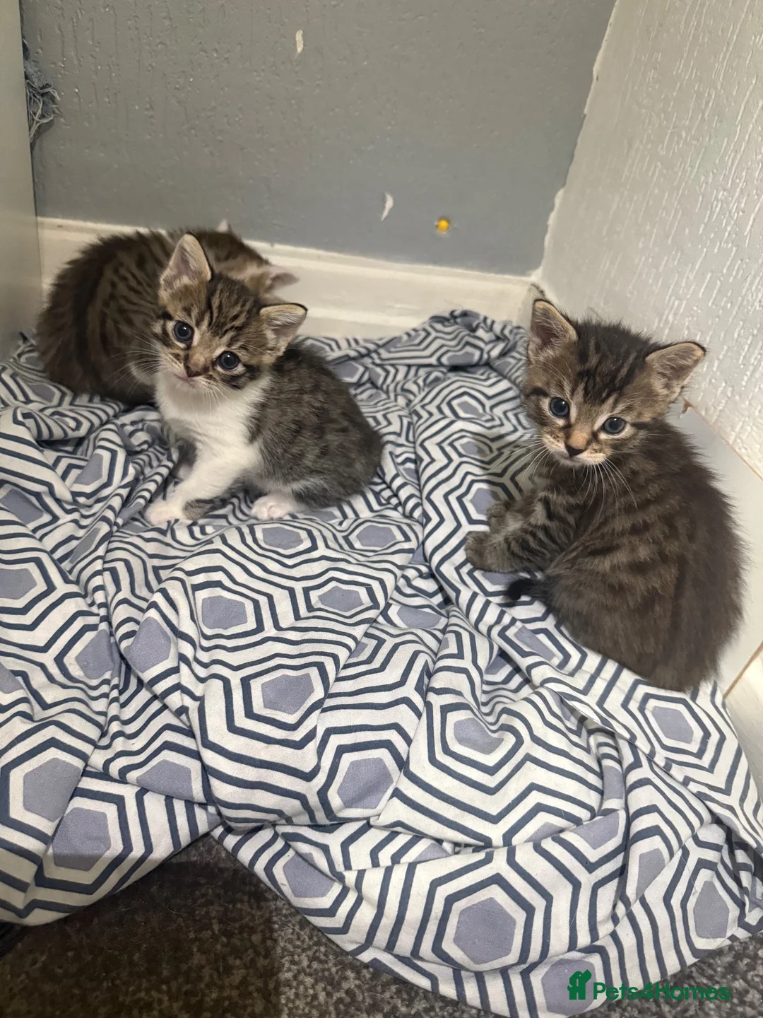 Mixed Breed cats for sale: Baby kittens  in Wigan - Advert 8