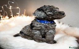 Toy Poodle dogs for stud: KC CHOCOLATE PHANTOM TOY POODLE in Willenhall - Image 13