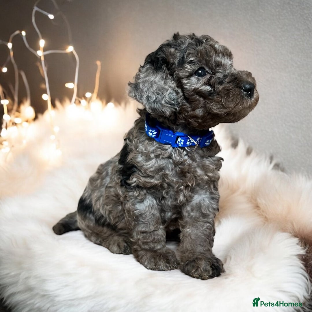 Toy Poodle dogs for stud: KC CHOCOLATE PHANTOM TOY POODLE in Willenhall - Image 13