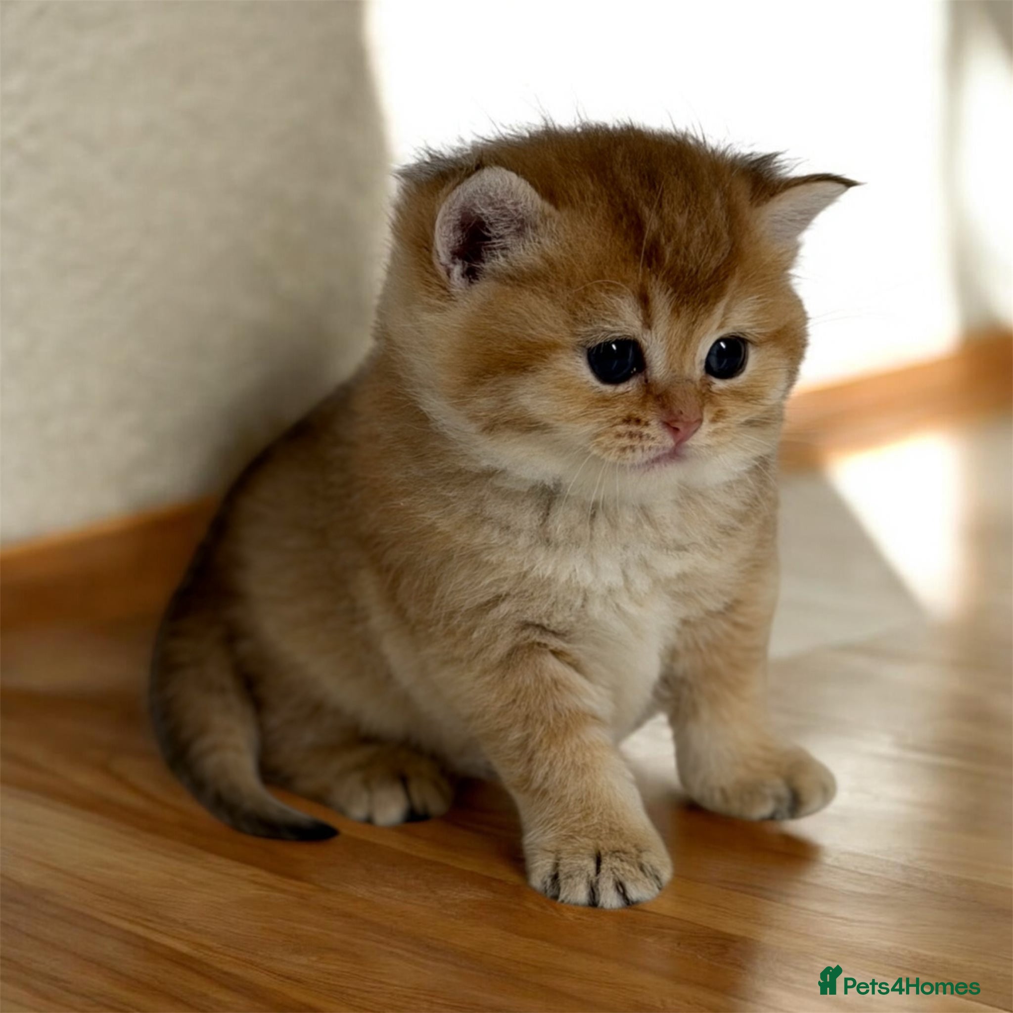 British Shorthair cats Golden & Silver BSH. 100% Pure pedigree Registered - Advert 2