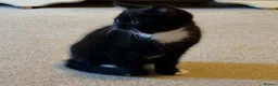 British Shorthair cats for sale: British Shorthair X Bengal Kittens - Advert 2