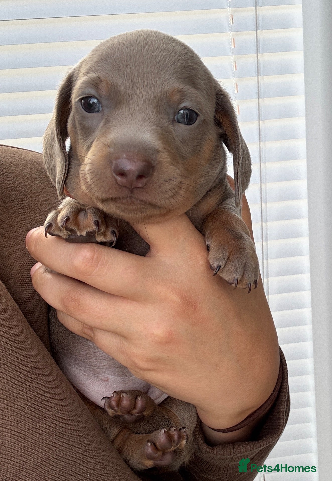 Miniature Dachshund dogs One girl left / miniature dachshund pups - Advert 11