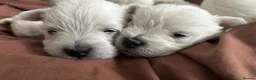 West Highland Terrier dogs for sale: Westies show quality pups ready 6.3.26 - Advert 4