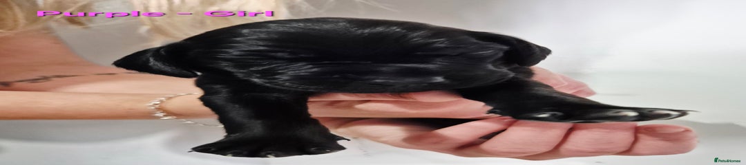 Purple-Girl-Solid Black with white ticked chest.