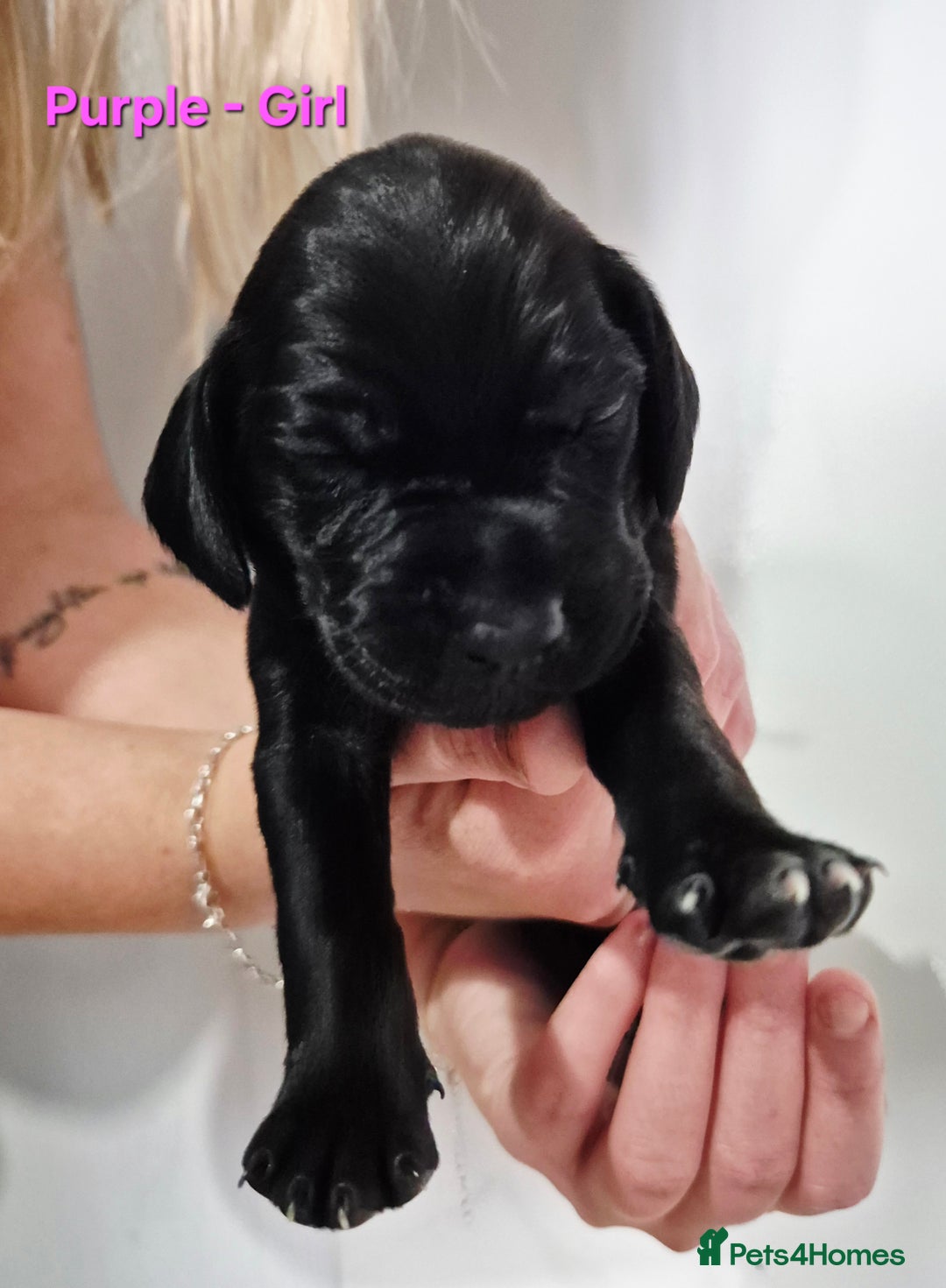 German Shorthaired Pointer dogs for sale: German Shorthaired Pointer/Irish Setter-Poinsetter - Image 19