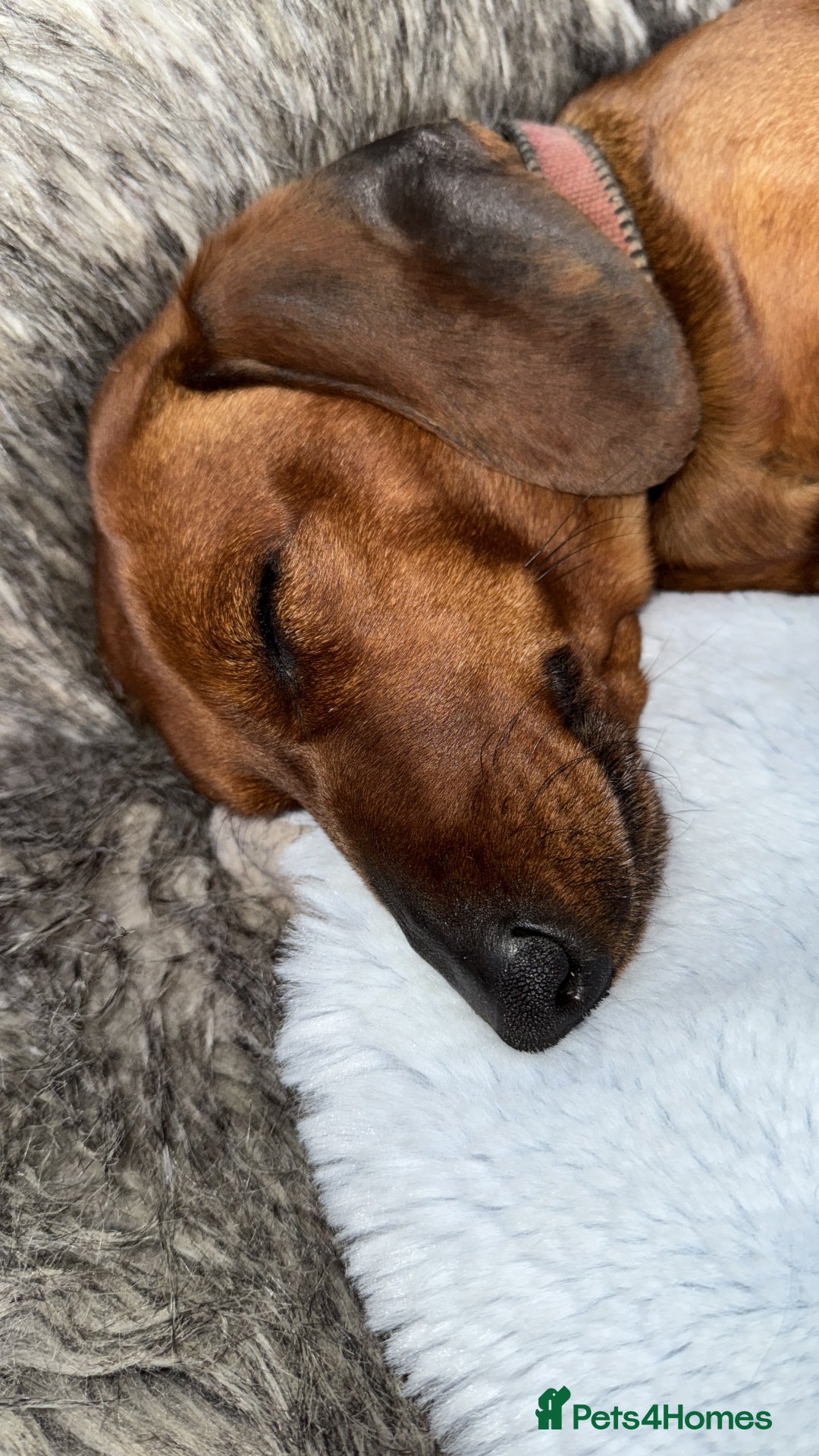 Dachshund dogs for sale: Dachshund puppies looking for new family  - Image 11