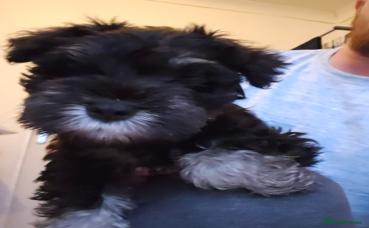 Miniature Schnauzer dogs - Advert 3