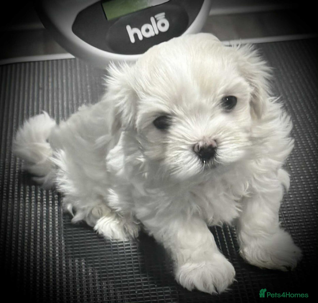 Maltese dogs for sale: KC Registered Maltese Puppies  - Advert 2
