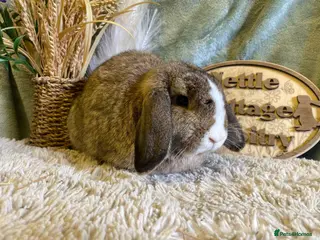 Mini Lop rabbits Mini lops - Advert 11