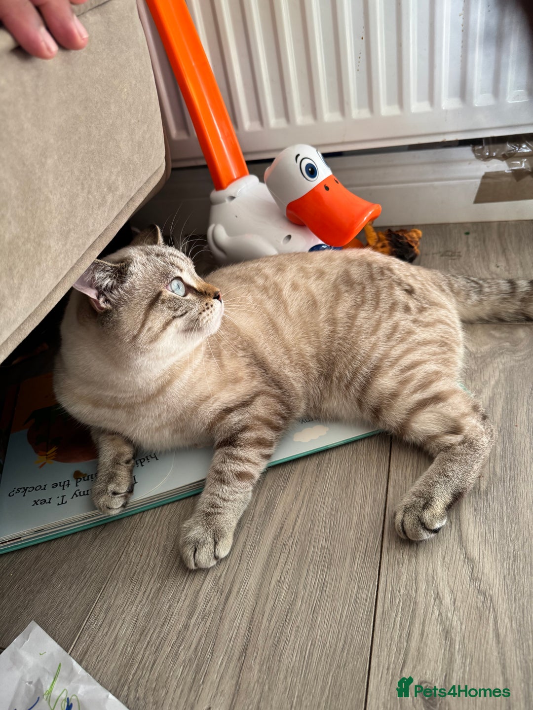 British Shorthair cats for sale: Rare Silver Spotted British Shorthair Kitten - Image 8