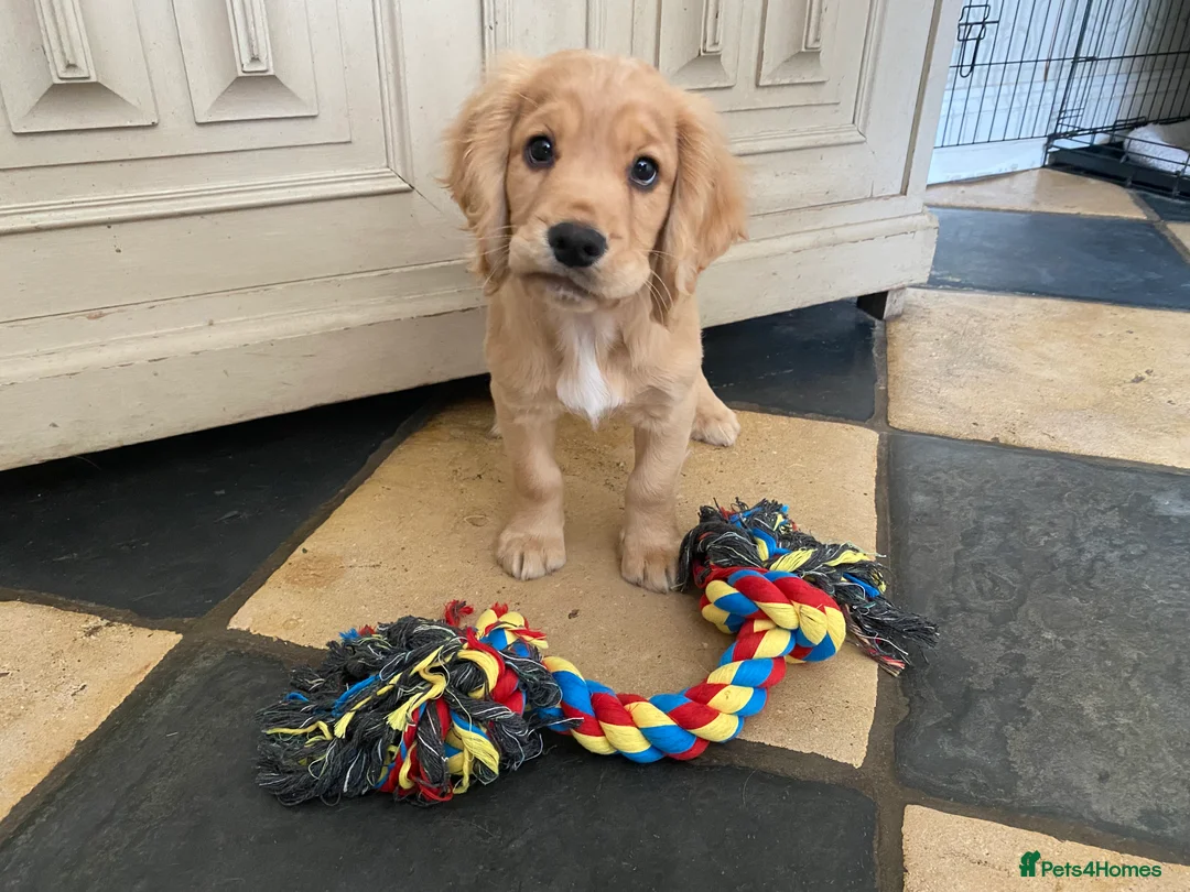 Cocker Spaniel dogs for sale: Stunning LEMON KC Reg Working Cocker Spaniel pups - Advert 24