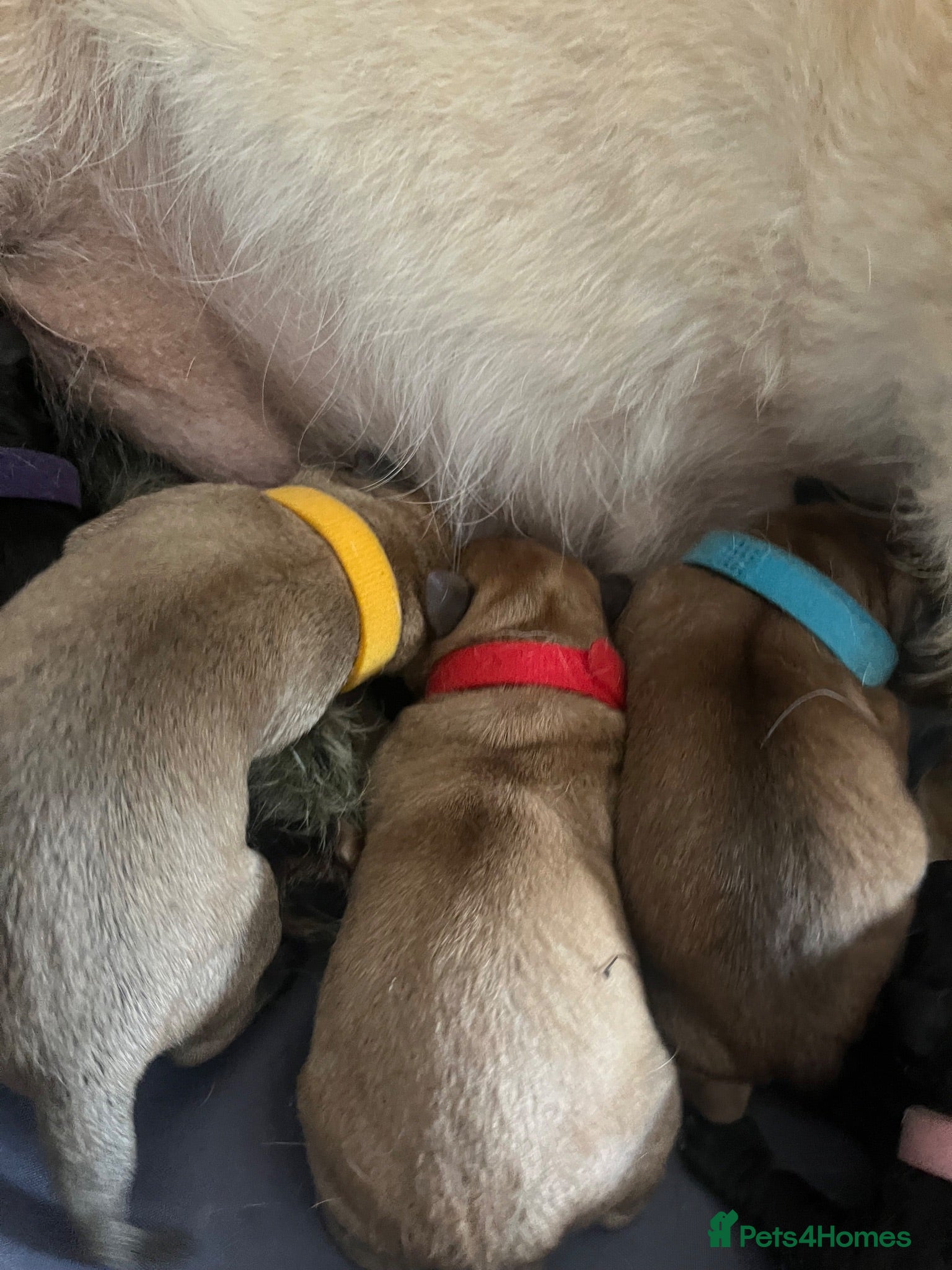 Mixed Breed dogs Canedoodle puppies £1000 - Advert 2