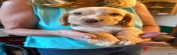 Cocker Spaniel dogs for sale: KC working cocker spanial - Advert 10