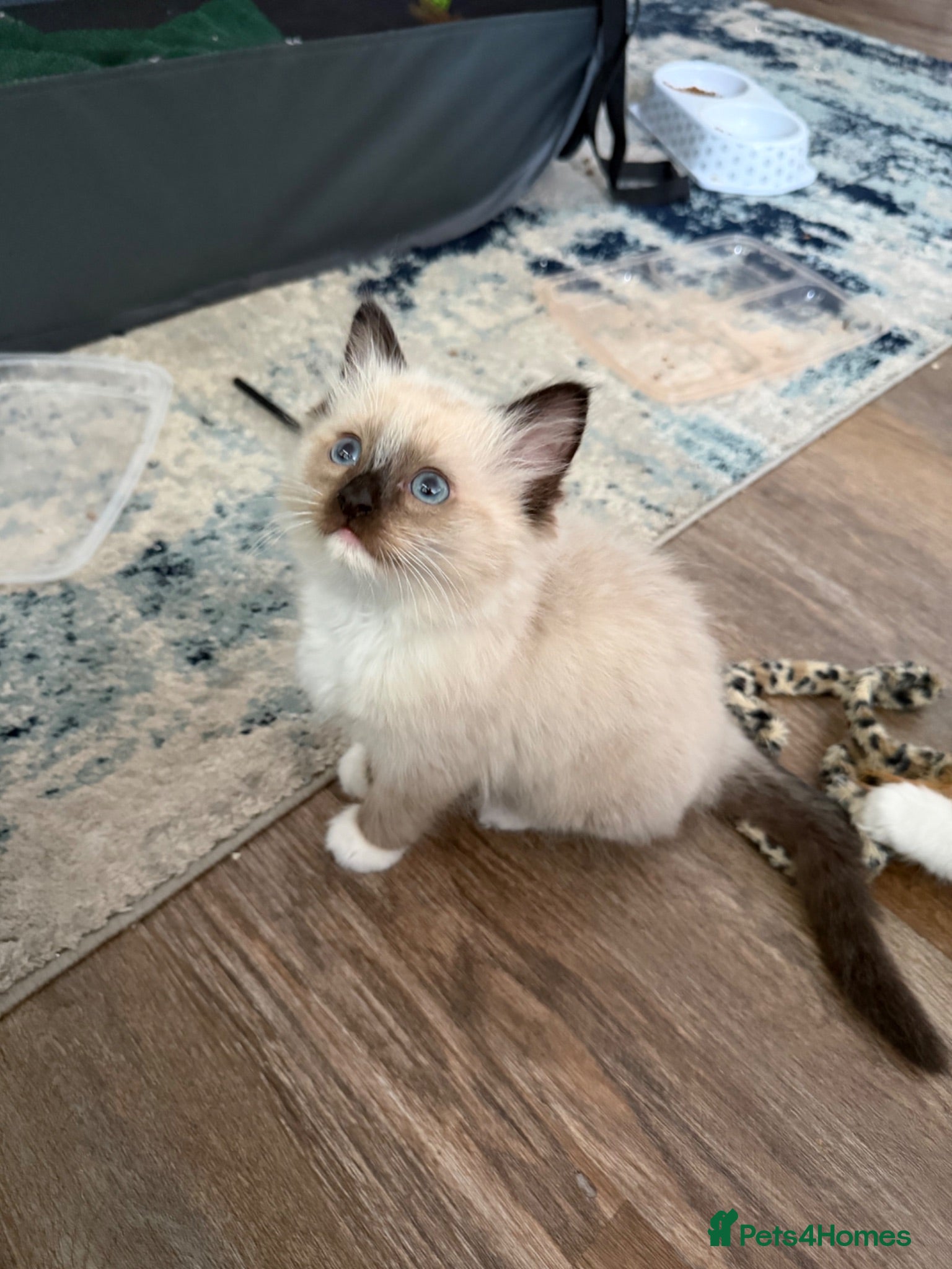 Ragdoll cats Gorgeous ragdoll kittens 🩷LAST GIRL AVAILABLE 🩷 - Advert 7