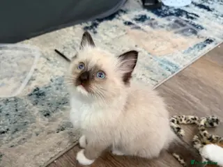 Ragdoll cats Gorgeous ragdoll kittens 🩷LAST GIRL AVAILABLE 🩷 - Advert 1
