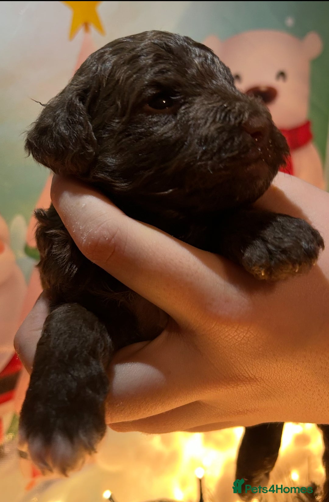 Shihpoo dogs for sale: 4 Beautiful Toy poodle x Shihpoos - Image 4