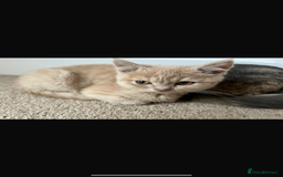 Mixed Breed cats for sale: Persian x Russian blue & British shorthair - Image 19